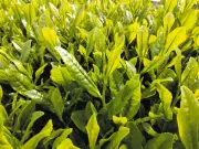 埼玉県と伊藤園、茶の新品種「彩の女神」と「彩の糸」を共同育成　お～いお茶原料化へ