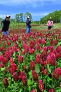 福島・葛尾村でクリムゾンクローバー見頃、深紅の花が山村彩る