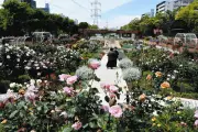 江戸川区のフラワーガーデンで春バラ見ごろ、甘い香りで来園者を癒やす