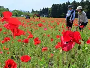 福島県の新たな観光戦略、地域活性化へ独自の取り組み