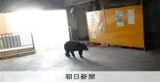 クマのウソ情報投稿、青森県が複数人物を特定　偽計業務妨害の疑いも