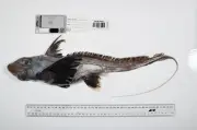 未知の海洋生物１１２１種発見、日本近海でも新種６６種確認