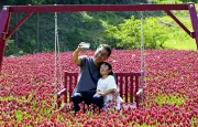 福島・葛尾村でクリムゾンクローバー祭り 真紅の花畑にブランコやソファ設置