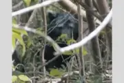 浜松市でクマ出没、猟友会が当面パトロール開始　周辺でも目撃相次ぐ