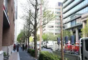 千代田区イチョウ並木伐採訴訟、住民敗訴が確定 最高裁が上告退ける