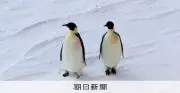 コウテイペンギンの特別保護種指定、中ロ反対で見送り 南極条約会議閉幕