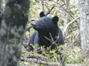 クマ被害防止のヒントは上高地にあり「自然の中にお邪魔している感覚」を