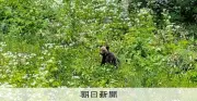 スキージャンプ台にヒグマ出没、緊急銃猟で駆除 北海道士別市