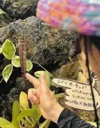 コブラが鎌首！？珍種ラン「コブラオーキッド」栃木で初開花