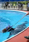負傷の競走馬、復帰目指しプールで初泳ぎ　福島・いわきのリハビリセンター