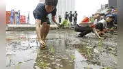 銀座のビル屋上で最後の田植え、白鶴酒造が恒例行事に幕