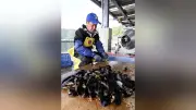 釜石・小白浜漁港でムール貝今季初水揚げ、高水温に強い新たな名産品に期待