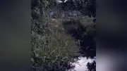 みやき町でホタルが飛び交う幻想的な光景 ６月上旬まで観賞可能