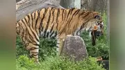 天王寺動物園で生徒がトラ観察、幸せな環境提案へ