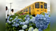 ＪＲ住吉駅近くでアジサイ約４００株が見頃、住民が管理