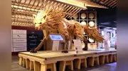別府のホテル、廃材をアートに再生 客室の椅子や下駄でオオカミ像