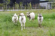 千葉大キャンパスでヤギが除草、学生と住民に癒やしもたらす