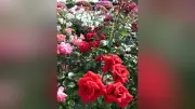 レインボーライン山頂公園でバラ見頃　色とりどりの花が共演