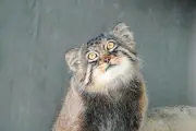 東山動物園のマヌルネコ「ヒデ」、旭山動物園へ引っ越し　「ノブ」「ヤス」と別れ