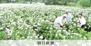 小矢部でシャクヤクの花摘み体験会 特産品「梵天」が白い花を咲かせる