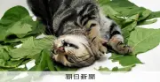 ネコが選ぶのはマタタビ？キャットニップ？ 岩手大などが調査