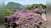 大分・鶴見岳でミヤマキリシマが見頃、登山客が写真撮影楽しむ