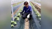 益子町の道の駅がメロン特産化へ、希少な夏収穫栽培も開始