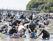 愛知・蒲郡の竹島海岸で潮干狩り満喫、GW後半5連休初日にぎわう