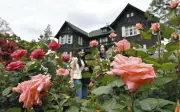 北区旧古河庭園でバラ見頃、GW最終日に84種類が香る