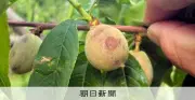 献上桃に打撃、福島県北部のひょう被害でJAが対策本部を設置