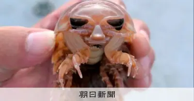 長崎沖の深海にオオグソクムシの大集落、1千匹以上捕獲「カゴいっぱいで想定外」