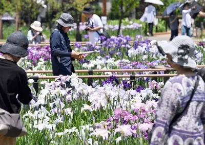 葛飾・堀切菖蒲園でハナショウブが見頃、約200種6000株が彩り