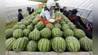 「らいでんスイカ」収穫始まる、今年は約3000トン出荷見込み　北海道共和町