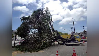 台風6号、沖縄で倒木30件以上、九州各地で停電や欠航相次ぐ