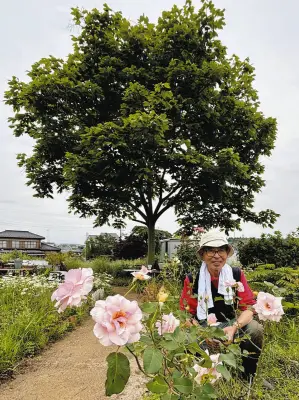 神奈川・横浜で「平和のバラ祭り」6、7日開催 継承者を募集中