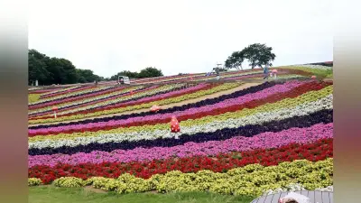 東京ドイツ村で花畑拡張、ペチュニアとキンギョソウが見頃に
