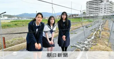 特産イチジクを身近に、富田林高生がクイズ入り冊子作成