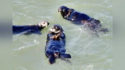 野生ラッコに旅人夢中、霧多布岬で愛らしい姿