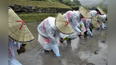 大分・別府の棚田で「御田植式」、新嘗祭献納米の苗を早乙女姿の女性らが手植え