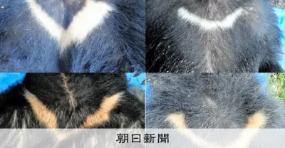 クマの個体数推定、統一手法で環境省が全国初調査へ