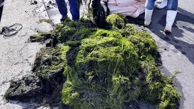 宍道湖の厄介者藻や水草、固形燃料に再生 松江の企業と漁協が協定