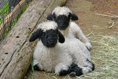 伊豆シャボテン動物公園でヴァレーブラックノーズシープとワオキツネザルの赤ちゃん誕生