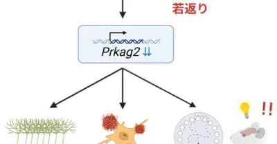 アルツハイマー病改善に貢献、脳を若返らせる「iPaD」の効果　理研などがCell系列誌で研究発表