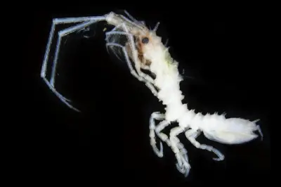 京都大学、熊野灘の深海で新種「クマノオニナナフシ」を発見