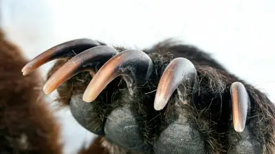 上海サファリパークで10頭超のヒグマが男性襲撃、死亡事故の衝撃