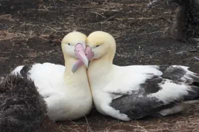 アホウドリ、鳥島で1万羽超回復 絶滅宣言から保全活動実る