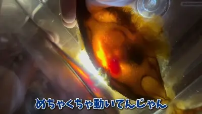 スーパーで買ったサメの卵を孵化させた驚きの結末が話題に