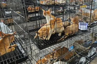ベトナム警察が「飼い猫窃盗団」摘発、食肉解体寸前の400匹救出