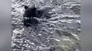 日本三景・天橋立にクマが出没、海を1キロ泳ぎ住宅街へ…6時間後に捕獲