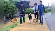 シバ犬のルーツ「石号」ゆかりの地で179頭のわんわんパトロール隊が地域の安全を守る